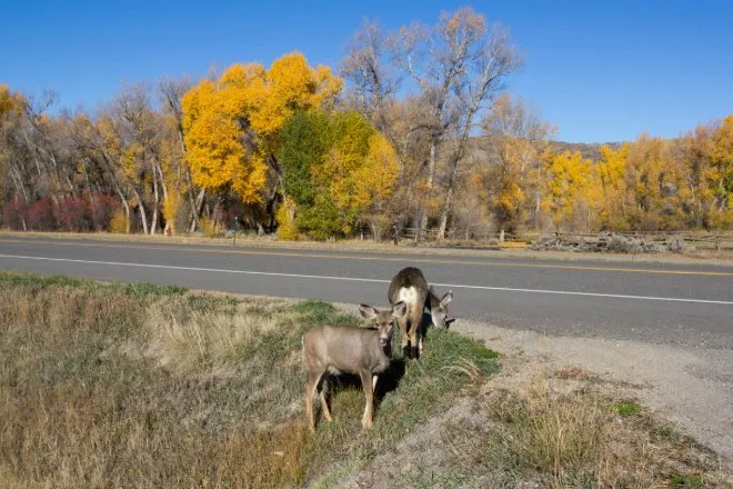 Two deer stand in roadside grass beside a paved road, with autumn trees and a clear blue sky in the background.