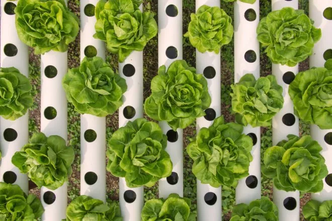 An overhead view of green lettuce growing in white hydroponic PVC pipes with evenly spaced planting holes.
