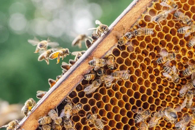 A wooden honeycomb frame covered with many bees crawling and flying near open hexagonal wax cells inside a hive.