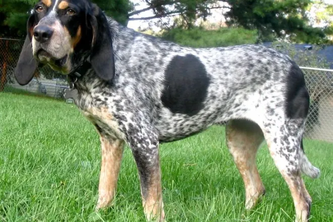 PICT Dog Bluetick Coonhound