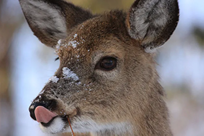 Deer in snow