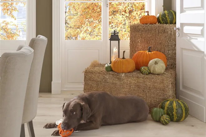 PICT - Dog Toy Pumpkin House Hay - BrandPoint ONLY