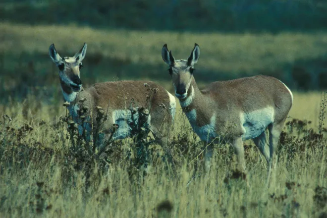 Animal - Antelope Pronghorn Bucks - USFWS