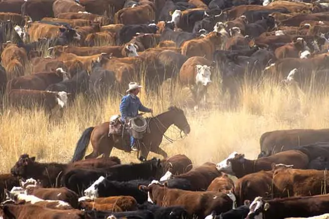 PROMO Agriculture - Cowboy Horseback Cattle - iStock - johnrandallalves
