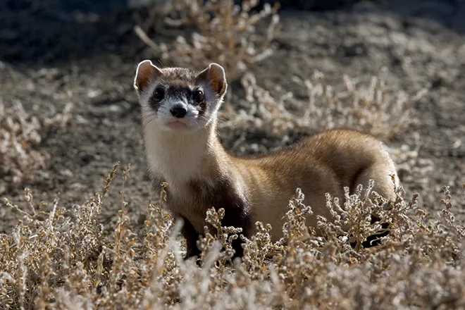 PROMO 660 x 440 Animal - Black Footed Ferret - USFWS