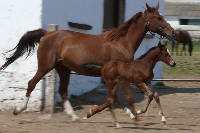 PROMO 660 x 440 Animal - Horse colt