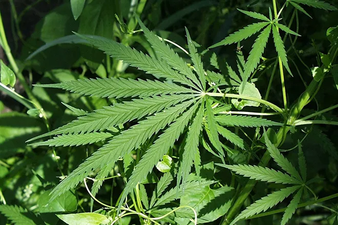 PROMO 660 x 440 Marijuana - Wikimedia Public Domain PROMO 660 x 440 Marijuana - Wikimedia Public Domain