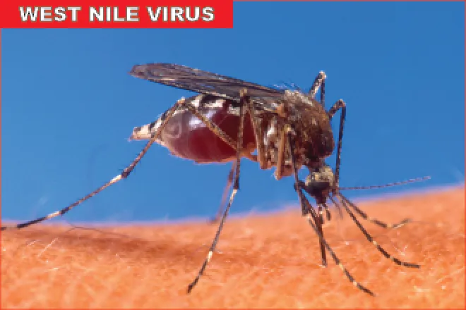 Mosquito - West Nile Virus