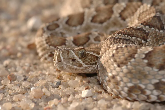 PROMO 64 Animal - Snake Rattlesnake - iStock - Shoemcfly - 89474309