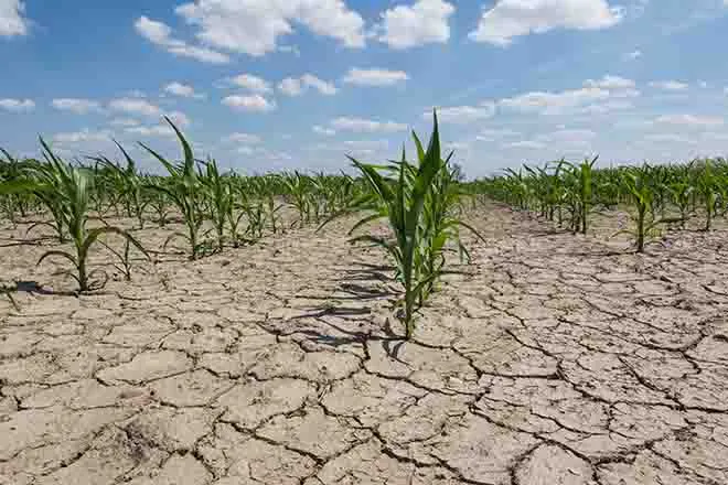 PROMO 64J1 Weather - Drought Cracked Mud Corn Field Agriculture - iStock - Taglass