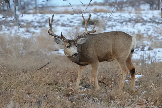 PROMO 660 x 440 Animal - Mule deer - CPW