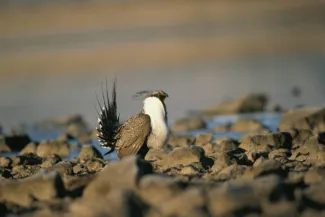PICT - Greater Sage Grouse - USFWS PICT - Greater Sage Grouse - USFWS