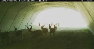 PICT Deer Underpass 2 - CPW