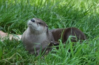 PICT River Otter - CPW