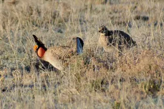 PICT 64J1 Male Female Lesser Prairie Chickens - CPW PICT 64J1 Male Female Lesser Prairie Chickens - CPW