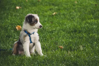 PICT Animal Dog Puppy Yard Grass - EarthTalk - Brett Sayles, Pexels PICT Animal Dog Puppy Yard Grass - EarthTalk - Brett Sayles, Pexels