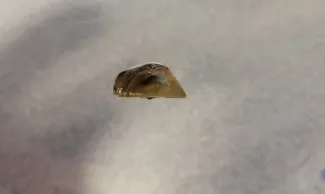 PICT Zebra mussel found on a suspended PVC substrate in Highline Lake. - CPW PICT Zebra mussel found on a suspended PVC substrate in Highline Lake. - CPW