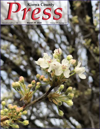 Blossoms on an ornamental tree in Kiowa County, Colorado. - Chris Sorensen