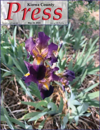 Seemingly a week or more early, irises has been in bloom since early May - Chris Sorensen Purple iris bloom as seen from above.