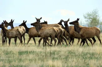 PROMO HIRES Animal - Elk Herd Rocky Flats National Wildlife Refuge - USFWS - Ryan Moehring - public domain Heard of elk on the prairie