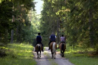 PROMO HIRES Outdoors - Recreation Horseback Riding People Forest Trail - amaxim - iStock-144283539 People on horseback riding away down a trail into a forest