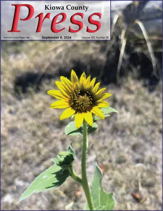 Despite drought and grasshoppers, a few wild sunflowers have survived - Chris Sorensen. Despite drought and grasshoppers, a few wild sunflowers have survived - Chris Sorensen.