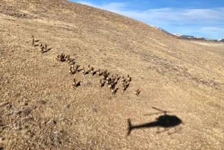 PICT CROPPED Helicopter flying over and elk herd - CPW A small elk herd is visible along with the shadow of a helicopter flying over a mountainous area.