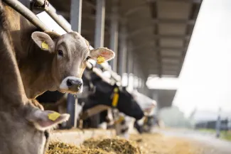 PROMO HIRES Agriculture - Cattle Feed Lot Livestock - Smederevac - iStock-1470677566 Cattle in a feedlot barn eating. One looks toward the camera.
