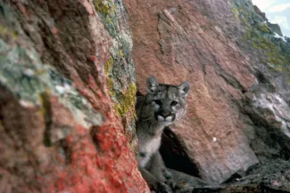 PROMO HIRES Animal - Mountain Lion - USFWS - public domain Mountain lion peaking around rocks.