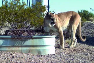 PROMO HIRES CROPPED Animal - Mountain Lion Tank - USFWS - public domain Mountain lion standing near a livestock water tank looking away in to the distance.