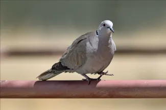 Eurasian collared dove - Colorado Parks and Wildlife - Wayne D. Lewis Eurasian collared dove - Colorado Parks and Wildlife - Wayne D. Lewis