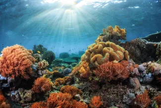 Underwater view of a coral reef, with sun shining through the water.