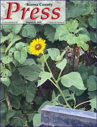 Photo of the week from the August 21, 2026, edition of the Kiowa County Press in Eads, Colorado - Sunflower amongst grape vines - Jeanne Sorensen.
