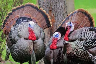 PROMO Animal - Bird Turkey Thanksgiving - iStock - Jeffengeloutdoors.com