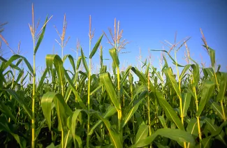 PROMO 660 x 440 Agriculture - Corn - FEMA PROMO 660 x 440 Agriculture - Corn - FEMA