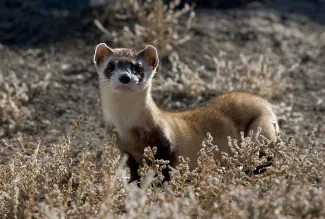 PROMO 660 x 440 Animal - Black Footed Ferret - USFWS PROMO 660 x 440 Animal - Black Footed Ferret - USFWS
