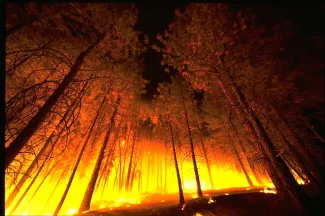 PROMO 660 x 440 Fire - Forest Fire - Wikimedia