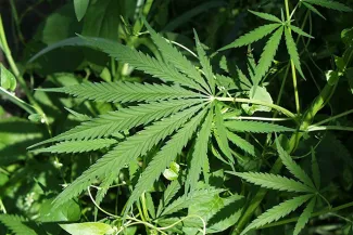 PROMO 660 x 440 Marijuana - Wikimedia Public Domain PROMO 660 x 440 Marijuana - Wikimedia Public Domain