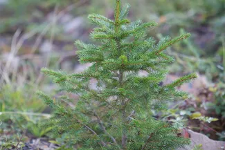 PROMO 660 x 440 Outdoors - Red Spruce Tree PROMO 660 x 440 Outdoors - Red Spruce Tree