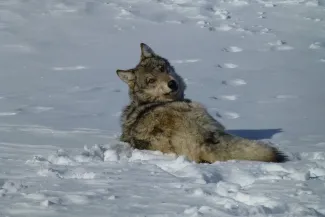 PROMO 64 Animal - Gray Grey Wolf Snow - USFWS - public domain PROMO Animal - Gray Grey Wolf Snow - USFWS - public domain