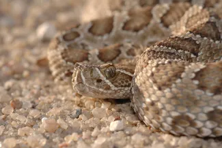 PROMO 64 Animal - Snake Rattlesnake - iStock - Shoemcfly - 89474309