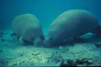 PROMO Animal - Manatees - USFWS - Jim P. Reid