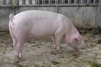 PROMO 64J1 Animal - Pig Pen Hog - Wikimedia - Public Domain PROMO Animal - Pig Pen Hog - Wikimedia - Public Domain