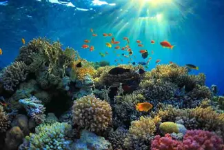 PROMO 64J1 Nature - Ocean Water Fish Coral Reef Sunlight - iStock - IBorisoff PROMO 64J1 Nature - Ocean Water Fish Coral Reef Sunlight - iStock - IBorisoff