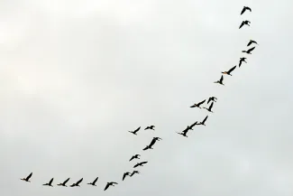 PROMO 660 x 440 Animal - Birds Geese Flight Flying - Chris Sorensen PROMO 660 x 440 Animal - Birds Geese Flight Flying - Chris Sorensen
