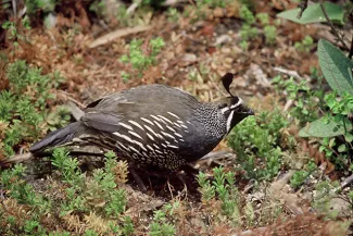 PROMO 660 x 440 Animals - California quail - USFWS PROMO 660 x 440 Animals - California quail - USFWS