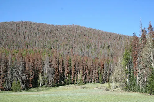 PICT - 800 Million Dead Standing Trees