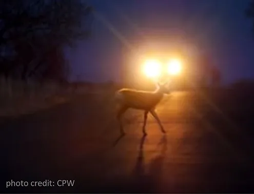 PICT - Deer Road Headlights - CPW
