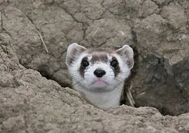 PICT - Black Footed Ferret - USFWS