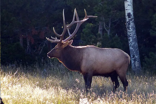 PICT Hunting Bull elk - CPW
